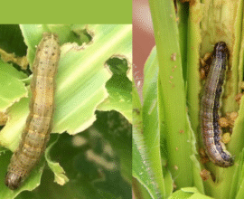 Maize pest attack