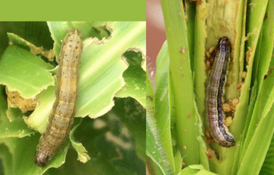 Maize pest attack