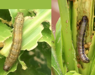 Maize pest attack
