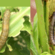 Maize pest attack