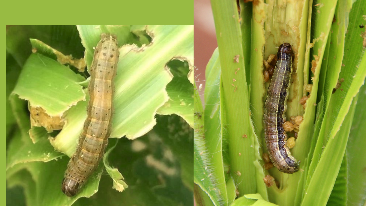 Maize pest attack