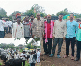 Buldhana cattle market