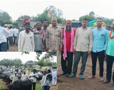 Buldhana cattle market