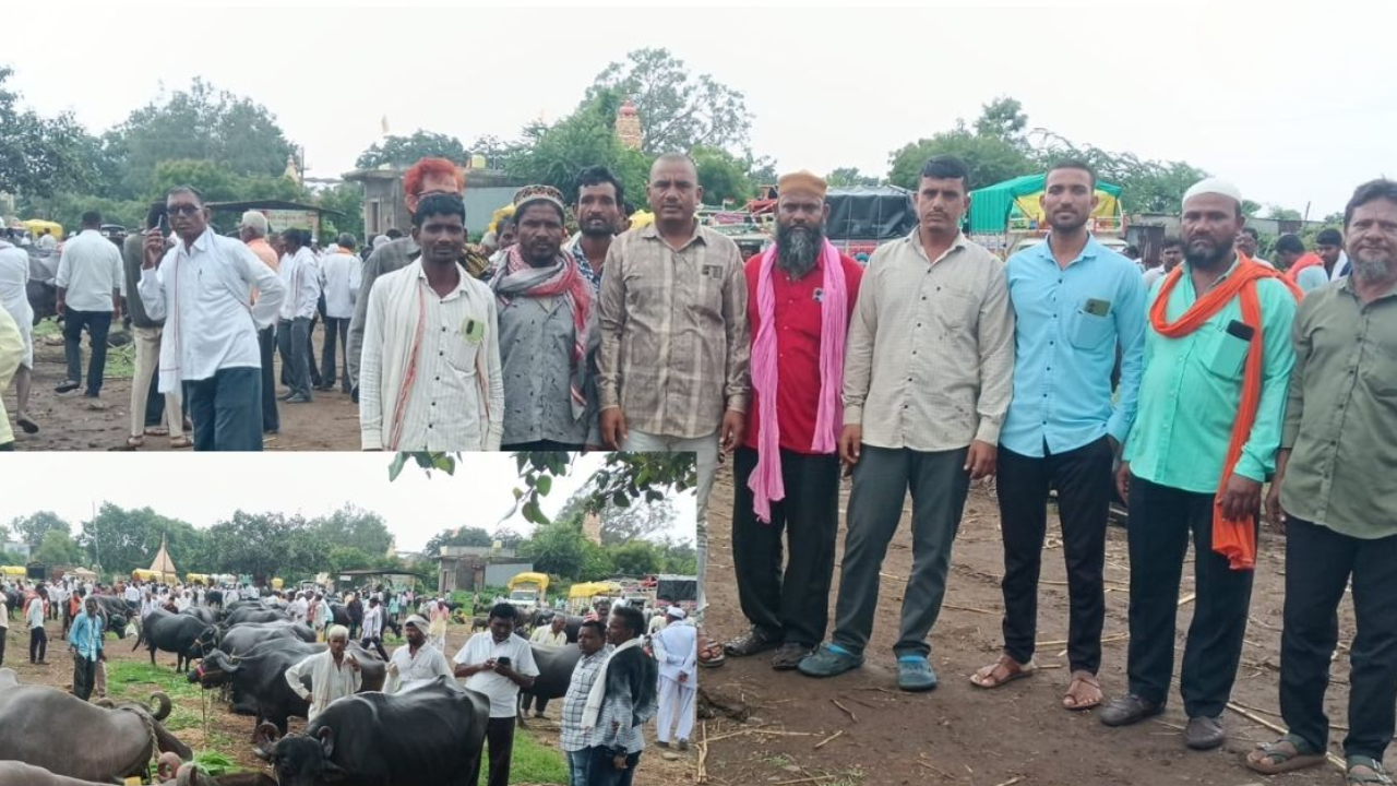 Buldhana cattle market