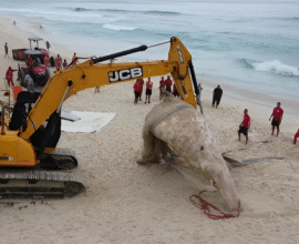 Dead whale Brazil beach