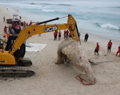 Dead whale Brazil beach