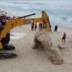 Dead whale Brazil beach