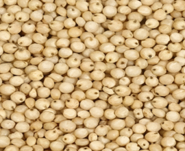 Jowar price Jalgaon market