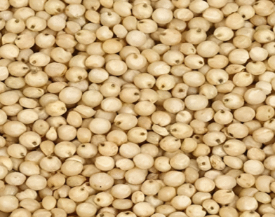 Jowar price Jalgaon market