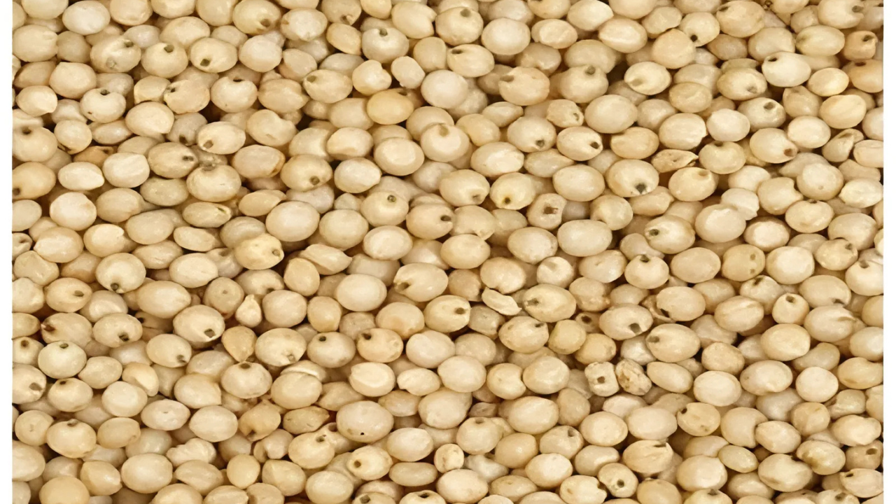 Jowar price Jalgaon market