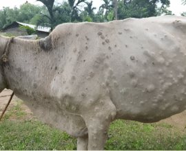 Lumpy virus Jalgaon