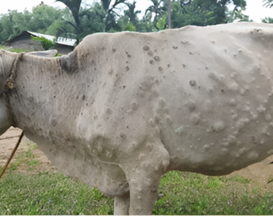 Lumpy virus Jalgaon