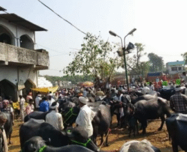 Parbhani animal market news