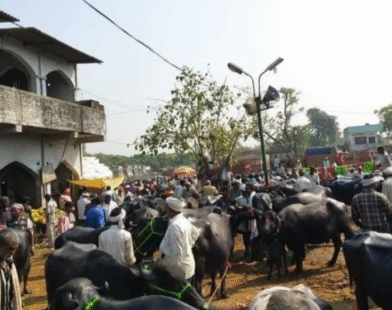 Parbhani animal market news