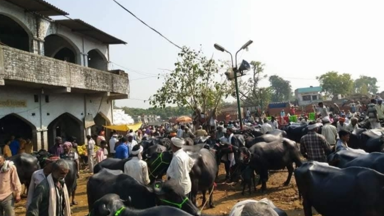 Parbhani animal market news