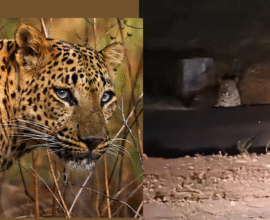 Pune Airport Leopard News