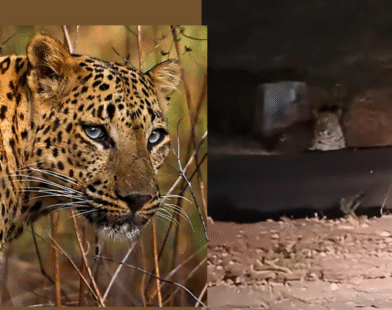 Pune Airport Leopard News