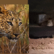 Pune Airport Leopard News