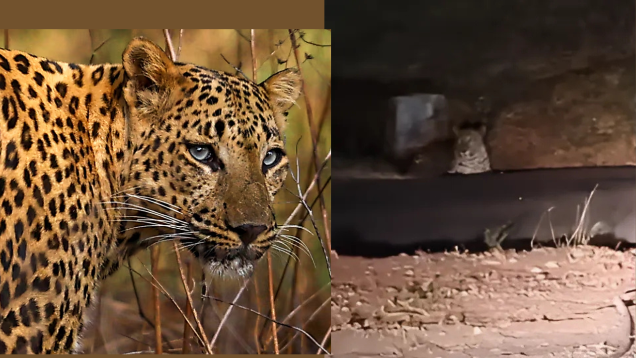 Pune Airport Leopard News