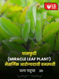 Miracle Leaf Plant