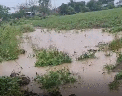 Heavy rain in Washim district