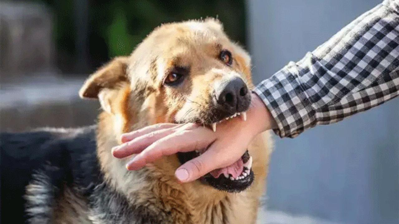 Stray dog bite incident in Sambhajinagar