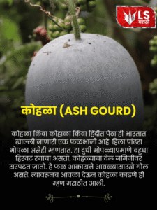 ASH Gourd