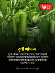 Bottle Gourd