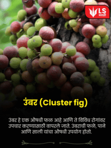 Cluster Fig