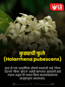 Holarrhena pubescens