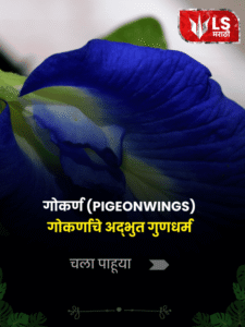 PIGEONWINGS