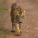 TIGER 1740568981877 d99722cb d4f6 4e3d a176 81e12c6e8cf7 900x519 1 80x80