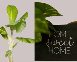 Banana plant placed near a home with a ‘Home Sweet Home’ board, symbolizing prosperity and positive energy