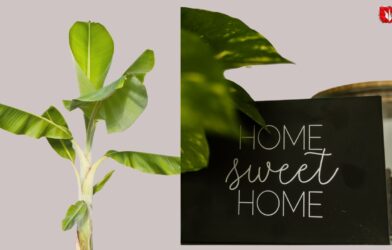 Banana plant placed near a home with a ‘Home Sweet Home’ board, symbolizing prosperity and positive energy