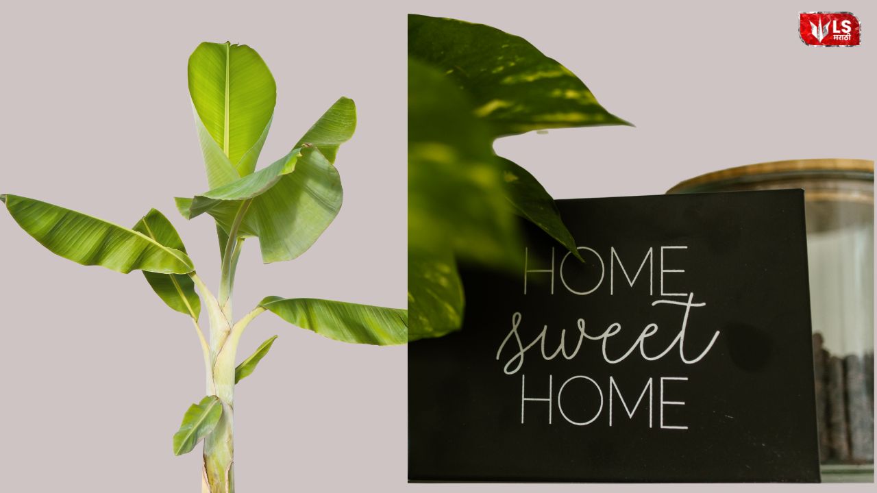 Banana plant placed near a home with a ‘Home Sweet Home’ board, symbolizing prosperity and positive energy