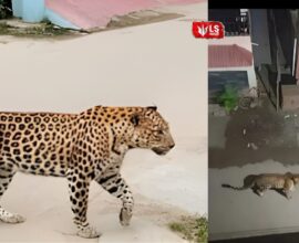 Leopard walking near a residential area in Aundh while police warn residents to stay indoors.