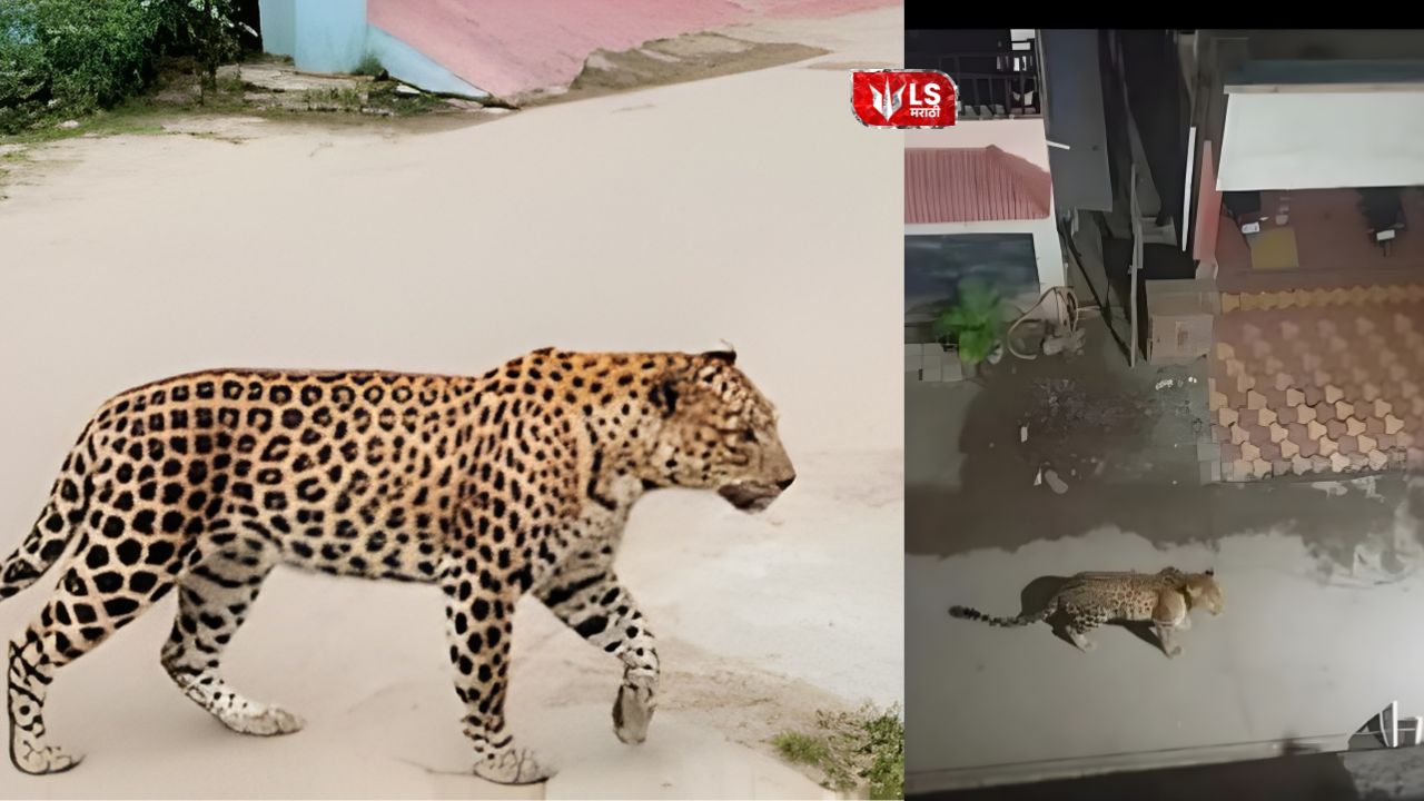 Leopard walking near a residential area in Aundh while police warn residents to stay indoors.