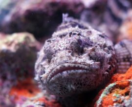 A highly poisonous fish that is more deadly than a snake, known for causing instant death upon touch