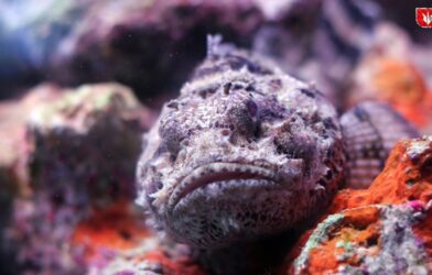 A highly poisonous fish that is more deadly than a snake, known for causing instant death upon touch