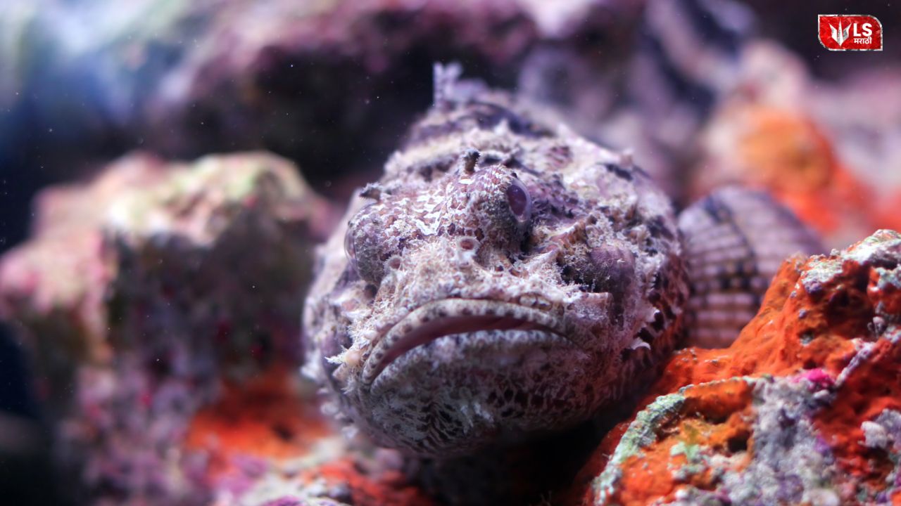 A highly poisonous fish that is more deadly than a snake, known for causing instant death upon touch