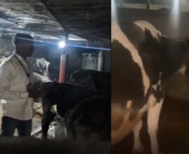 Police rescue 24 cattle after foiling cow slaughter attempt near Daund