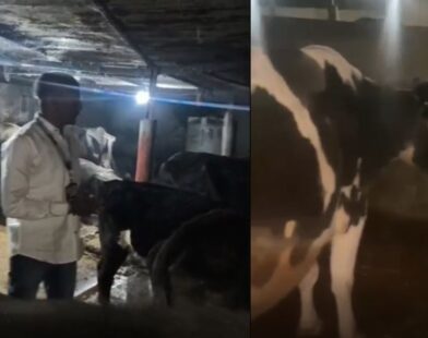 Police rescue 24 cattle after foiling cow slaughter attempt near Daund