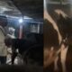 Police rescue 24 cattle after foiling cow slaughter attempt near Daund