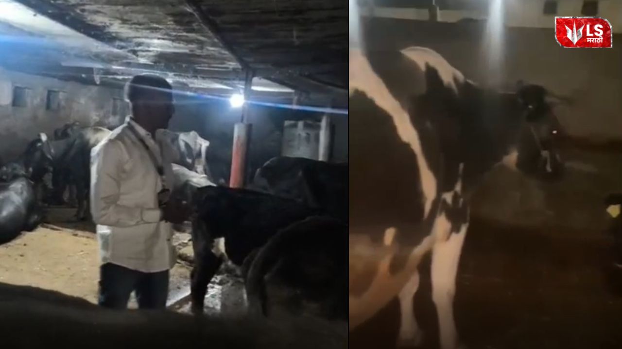 Police rescue 24 cattle after foiling cow slaughter attempt near Daund