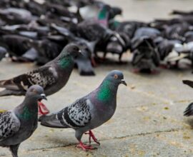 Warning sign and pigeons at a public place after action against feeding pigeons in India