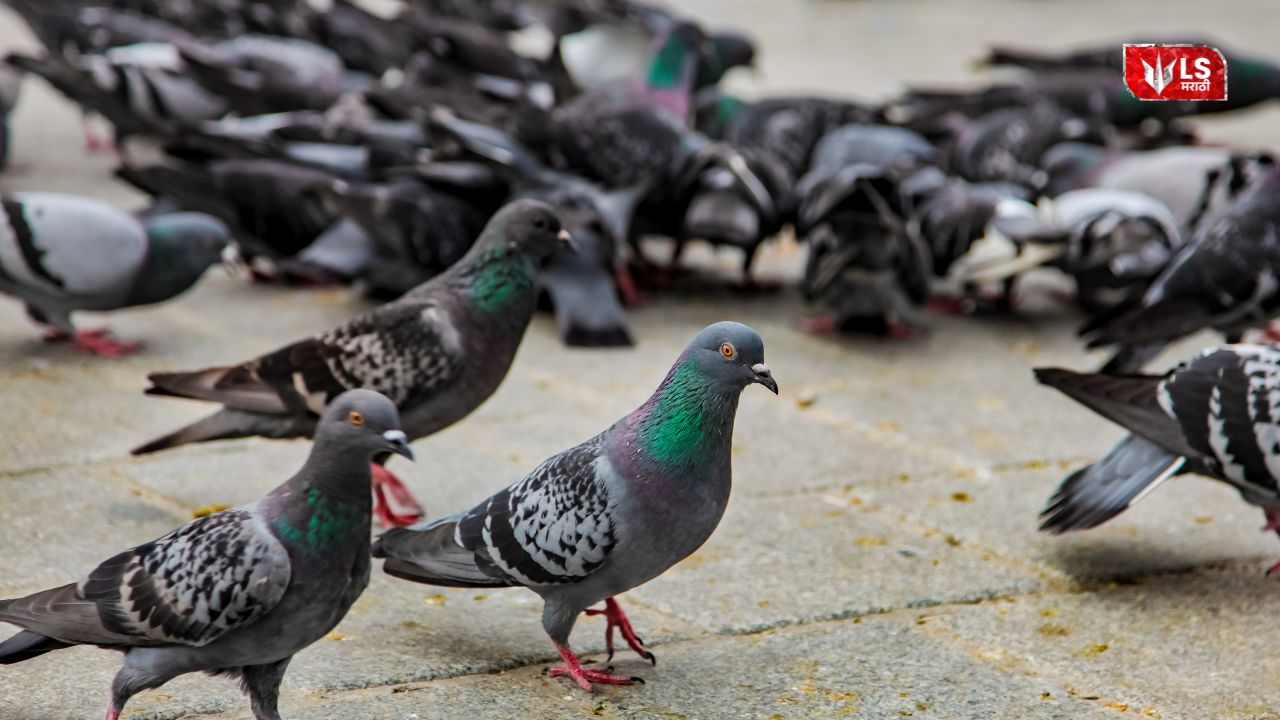 Warning sign and pigeons at a public place after action against feeding pigeons in India