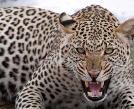 Motorcyclist injured after sudden leopard attack in forest area