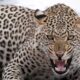 Motorcyclist injured after sudden leopard attack in forest area