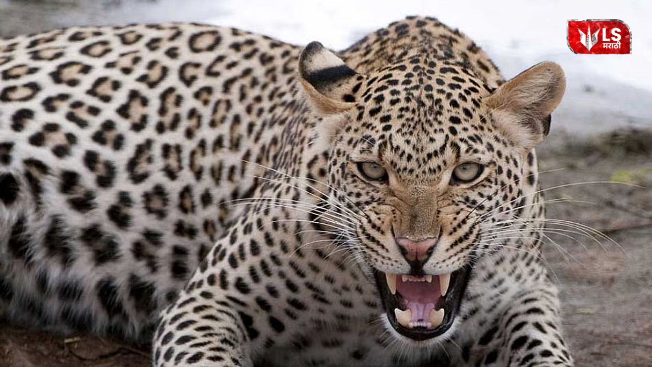 Motorcyclist injured after sudden leopard attack in forest area
