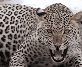 Leopard Attack Rescue